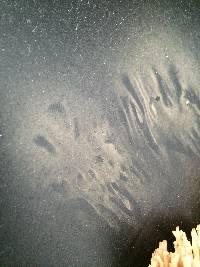 Ramaria formosa image