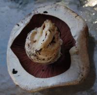 Agaricus arvensis image