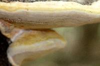 Fomitopsis ochracea image