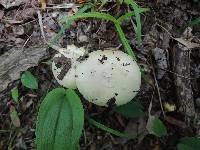 Amanita albocreata image