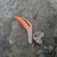 Pseudocolus fusiformis image