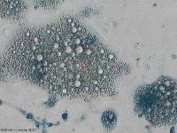 Ceriporia spissa image