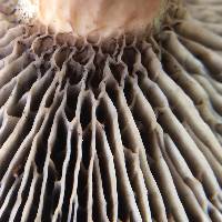 Phylloporopsis boletinoides image