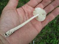 Amanita sect. Vaginatae image