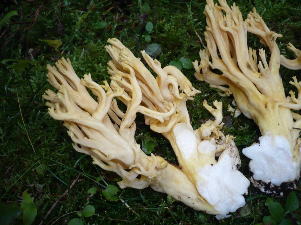 Ramaria pallidosaponaria image