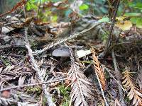 Tricholoma terreum image