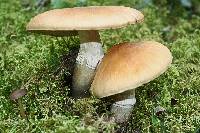 Cortinarius caperatus image