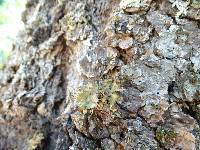 Platismatia glauca image