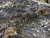 Daedalea quercina image