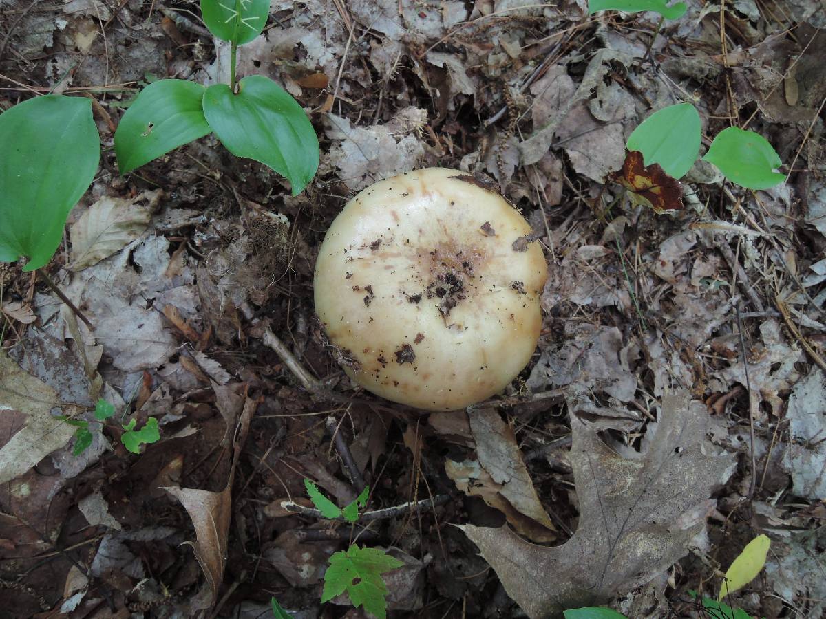 Russula grata image