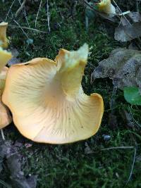 Cantharellus lateritius image