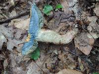 Boletus subgraveolens image