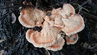 Laetiporus cincinnatus image