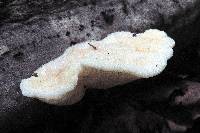 Tyromyces chioneus image