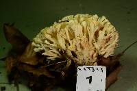 Thumbnail image of current specimen