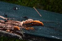 Gloeophyllum sepiarium image