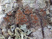 Caloplaca ferruginea image