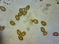 Ganoderma polychromum image