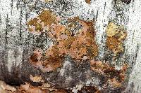 Phellinus lundellii image