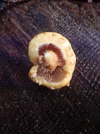 Pholiota adiposa image