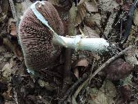 Agaricus silvicola image
