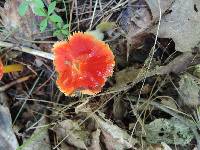 Hygrocybe acutoconica image