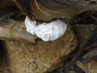 Thumbnail image of current specimen