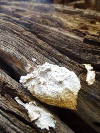 Thumbnail image of current specimen