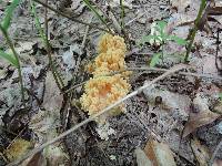 Ramaria formosa image