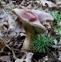 Tylopilus rubrobrunneus image