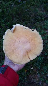 Cortinarius caperatus image