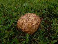 Calvatia cyathiformis image