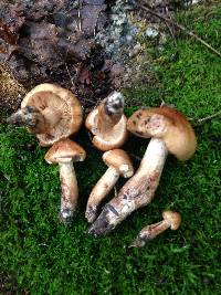 Tricholoma ustale image