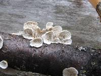 Plicaturopsis crispa image