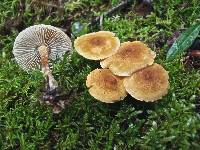 Cystoderma amianthinum image