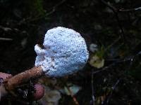 Jahnoporus hirtus image