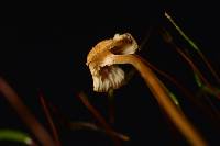 Rickenella fibula image