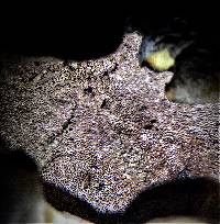 Albatrellus ovinus image