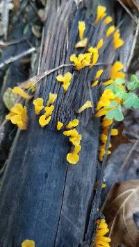 Dacryopinax spathularia image