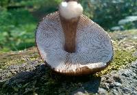 Pluteus atromarginatus image
