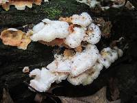 Merulius tremellosus image