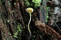 Mycena crocea image