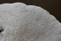 Trametes gibbosa image