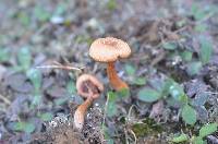 Laccaria proxima image