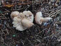 Tricholoma vaccinum image