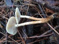 Hypholoma capnoides image