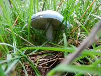 Thumbnail image of current specimen