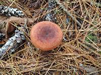 Lactarius rufus image