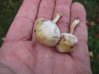 Hebeloma ischnostylum image