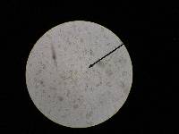 Hebeloma ischnostylum image